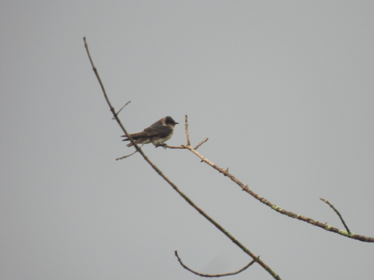 Purple Martin - Kenneth Rieker