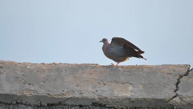 Speckled Pigeon - ML622431630