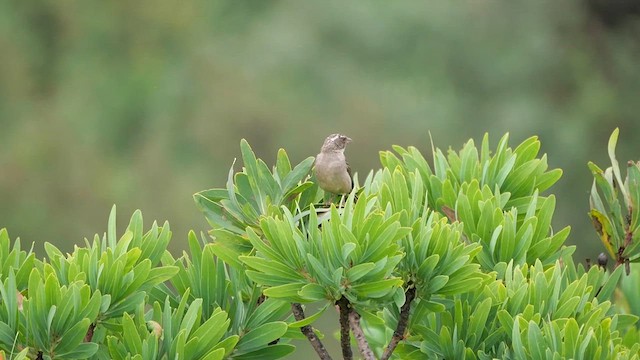 Streaky-headed Seedeater - ML622431661
