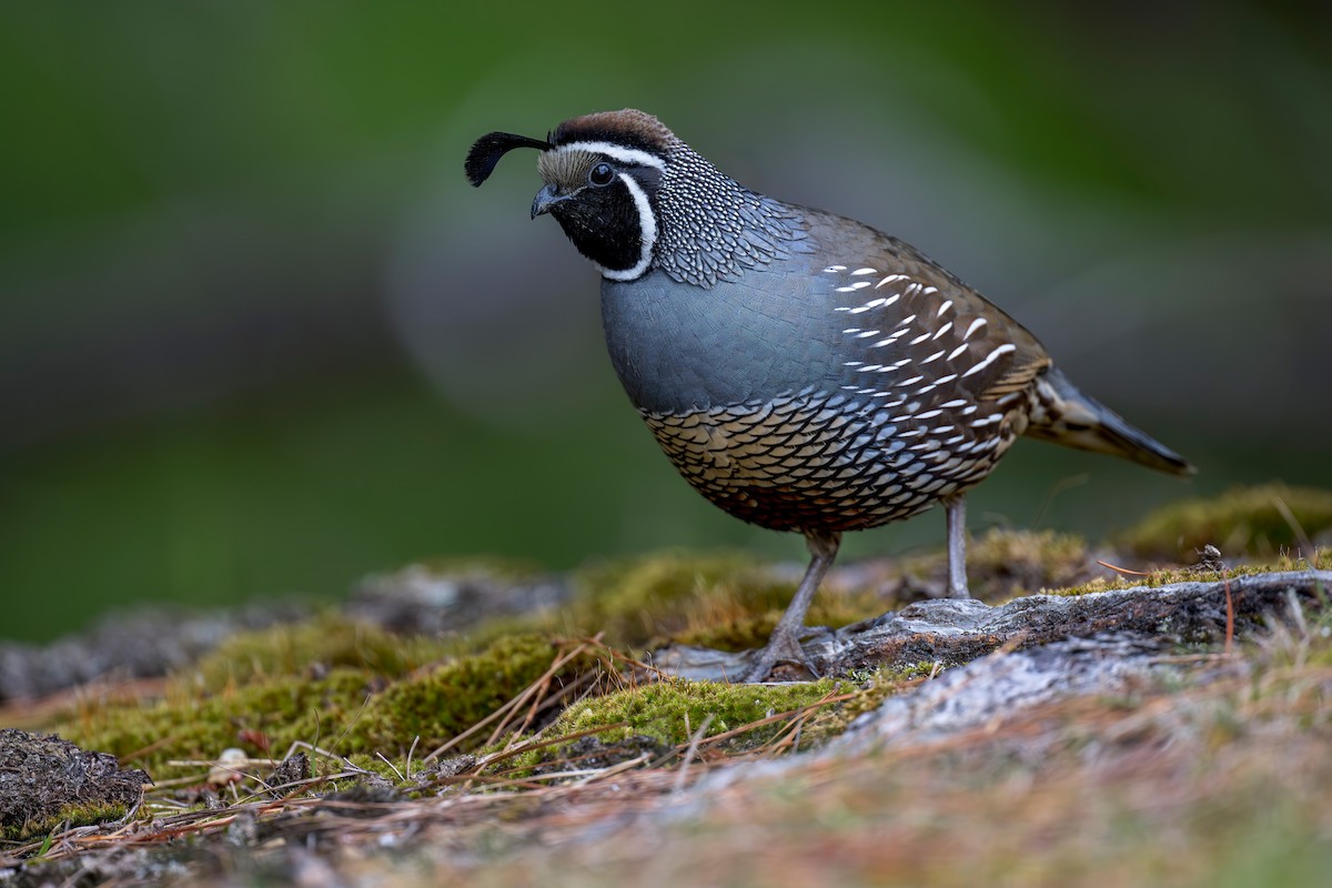 California Quail - ML622431677