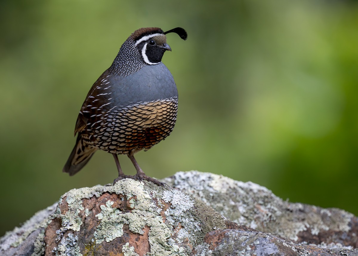 California Quail - ML622431678