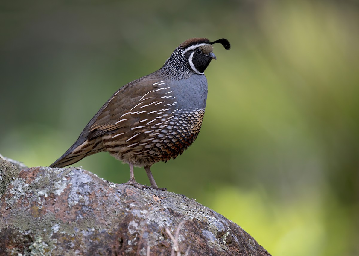 California Quail - ML622431679