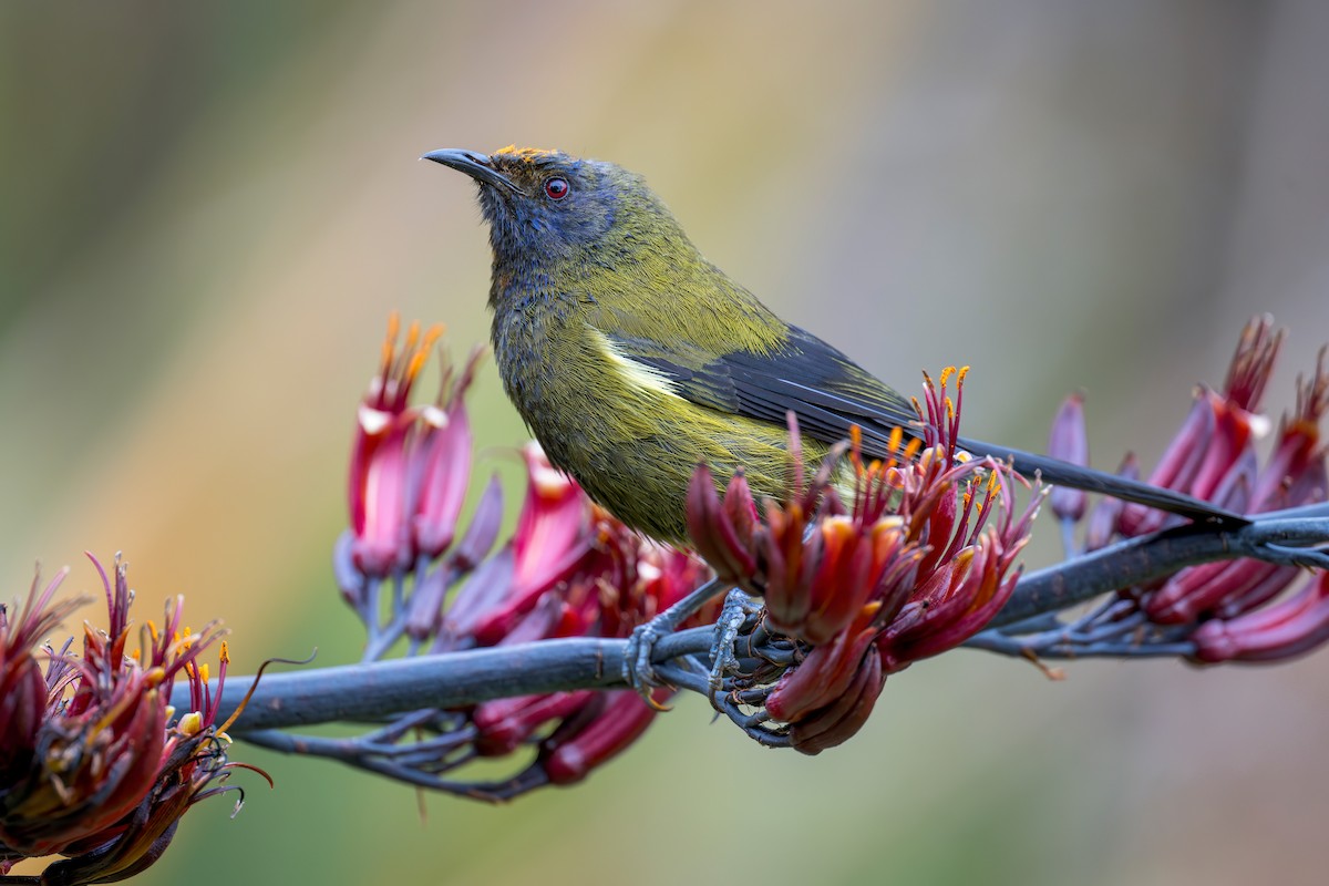 New Zealand Bellbird - ML622431686