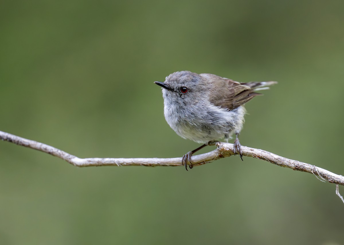 Gray Gerygone - ML622431689