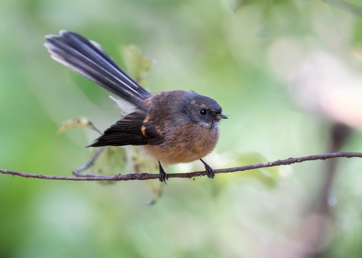 New Zealand Fantail - ML622431702