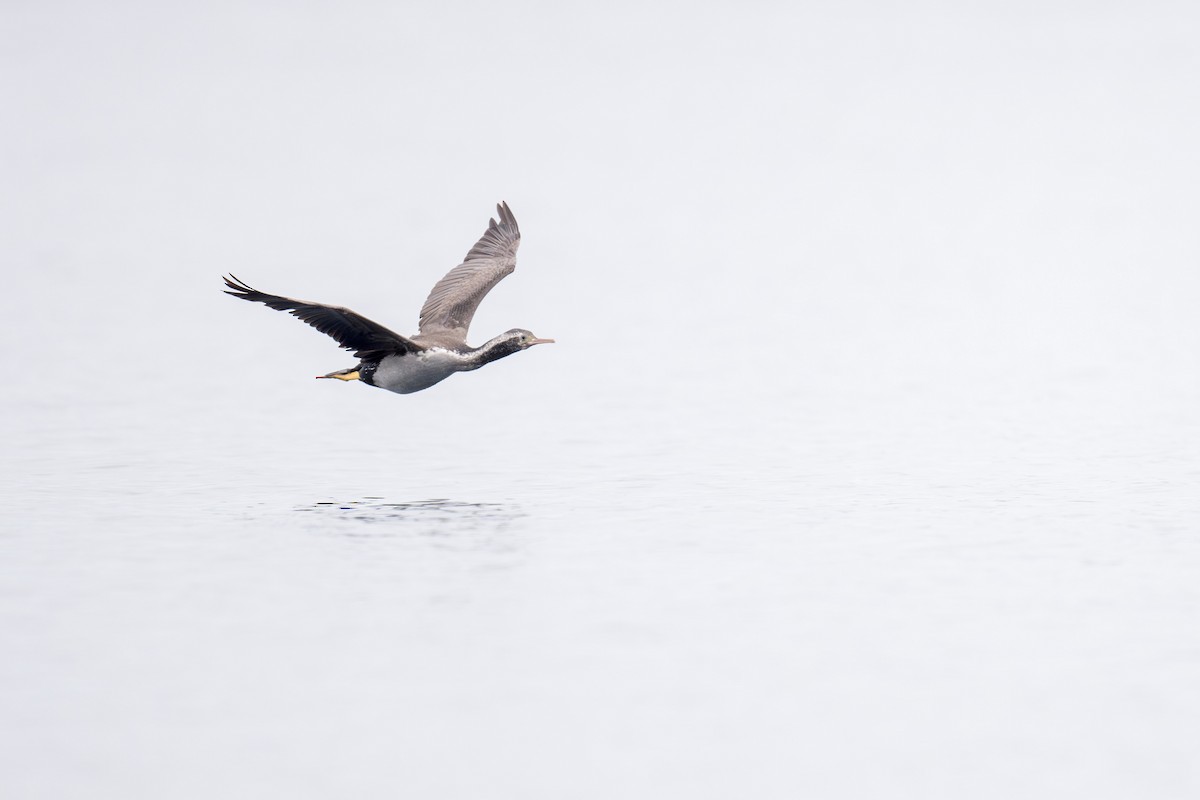 Spotted Shag - ML622431739