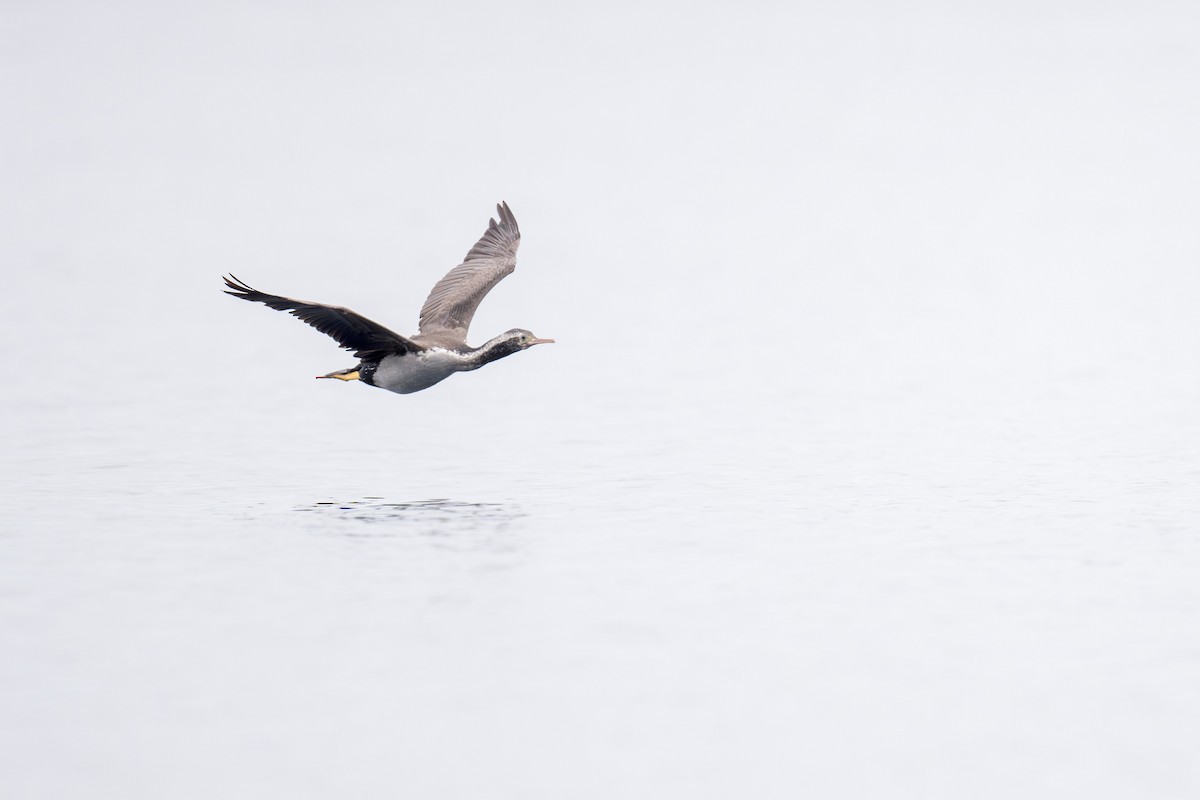 Spotted Shag - ML622431739