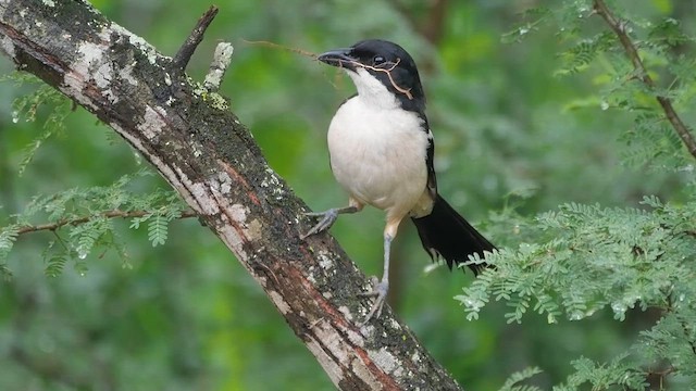 Southern Boubou - ML622431775