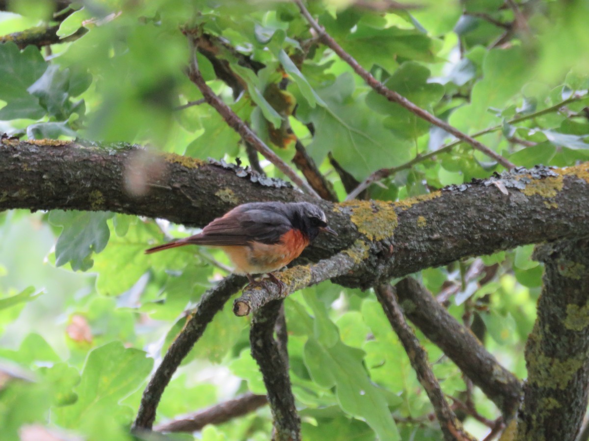 Common Redstart - ML622431808