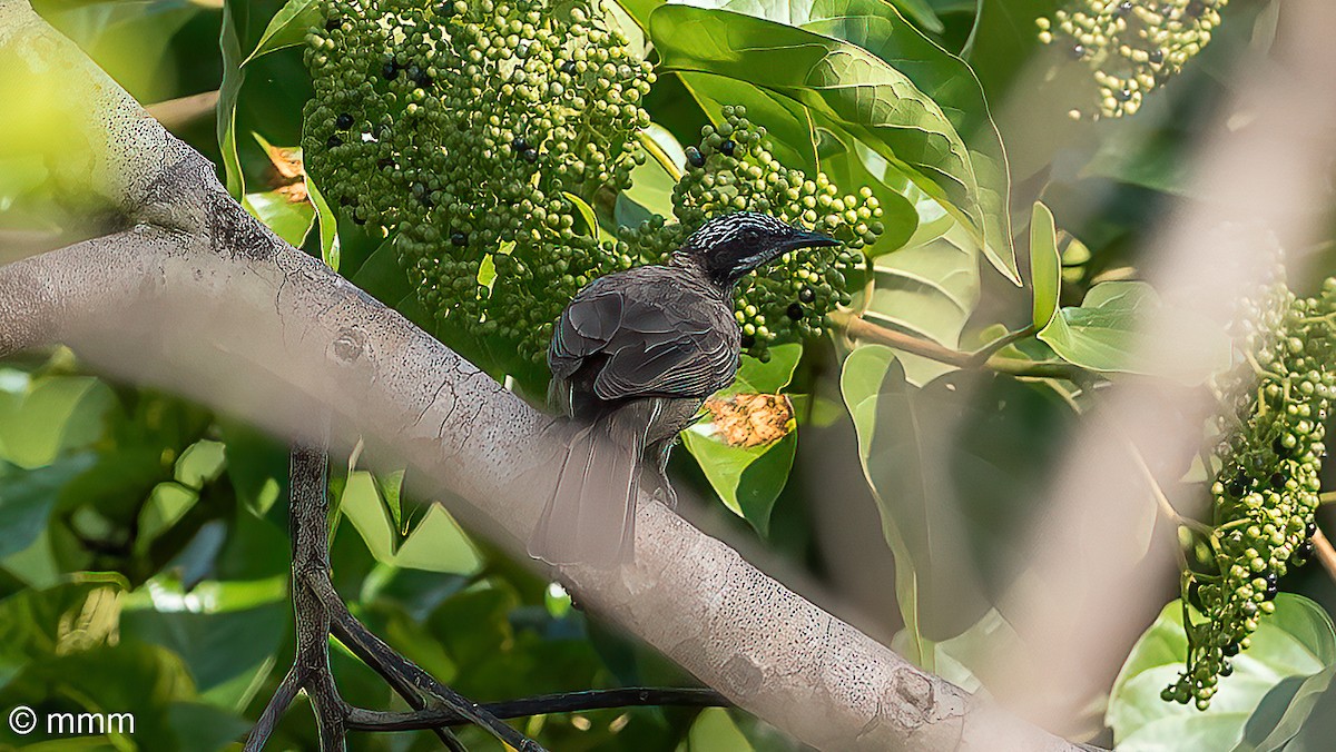 Streak-headed Honeyeater - ML622431877