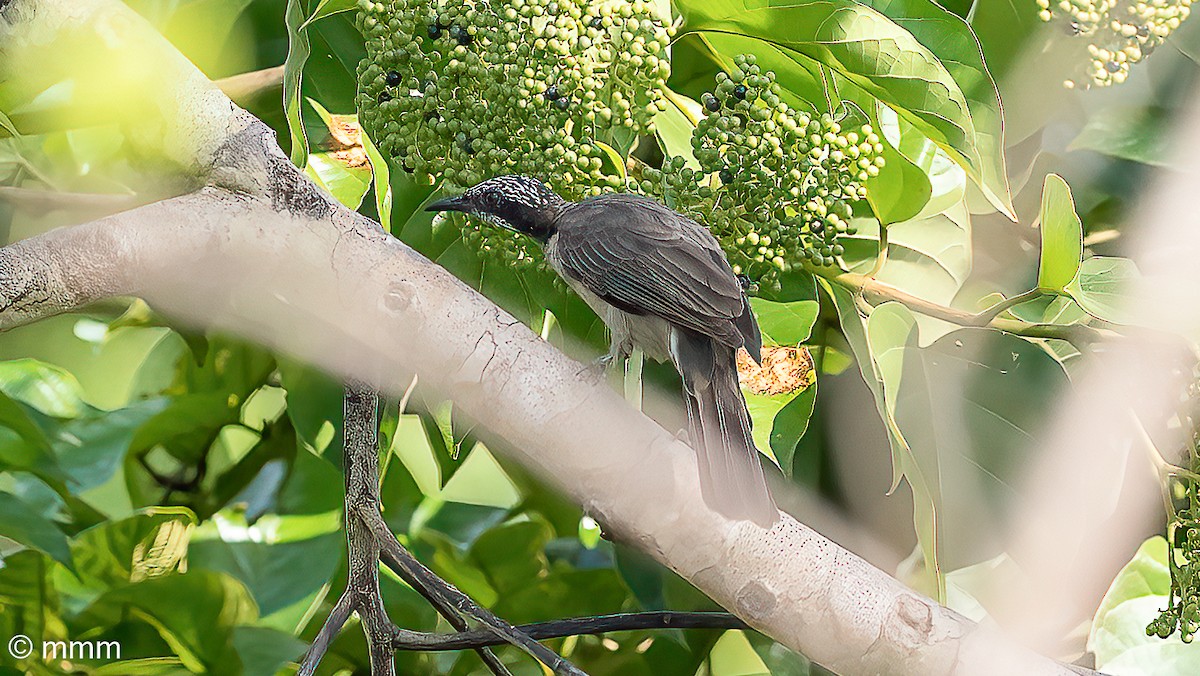 Streak-headed Honeyeater - ML622431878