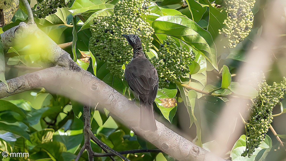 Streak-headed Honeyeater - ML622431879