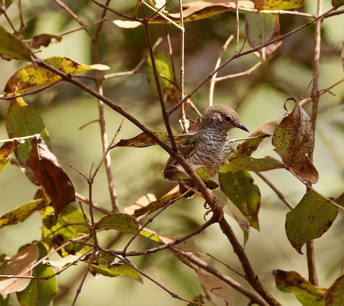 Stierling's Wren-Warbler - ML622431902