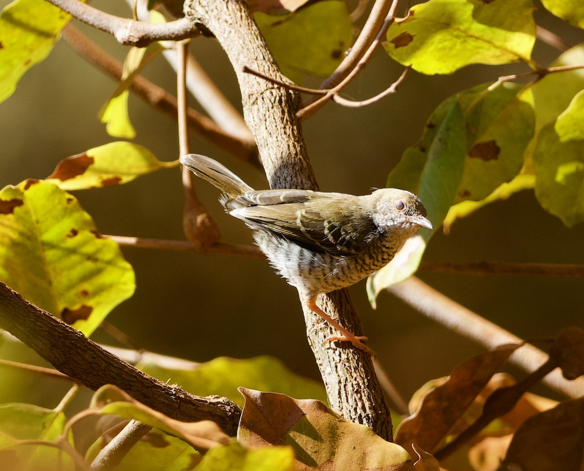 Stierling's Wren-Warbler - ML622431903