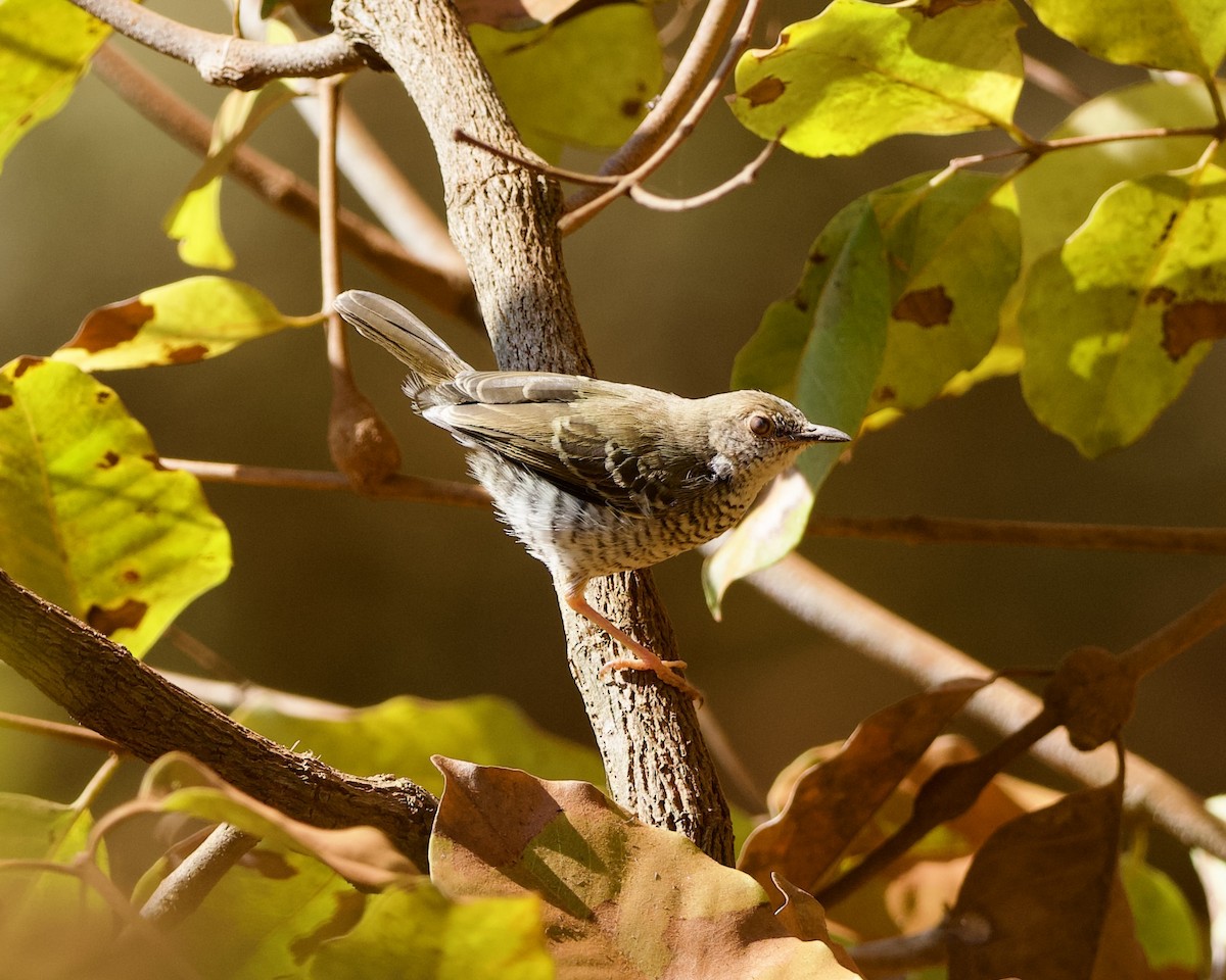 Stierling's Wren-Warbler - ML622431904