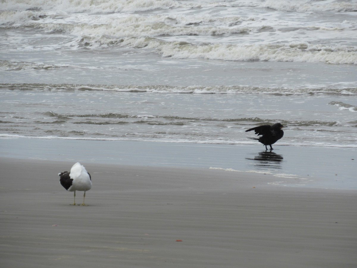 Kelp Gull (dominicanus) - ML622431981