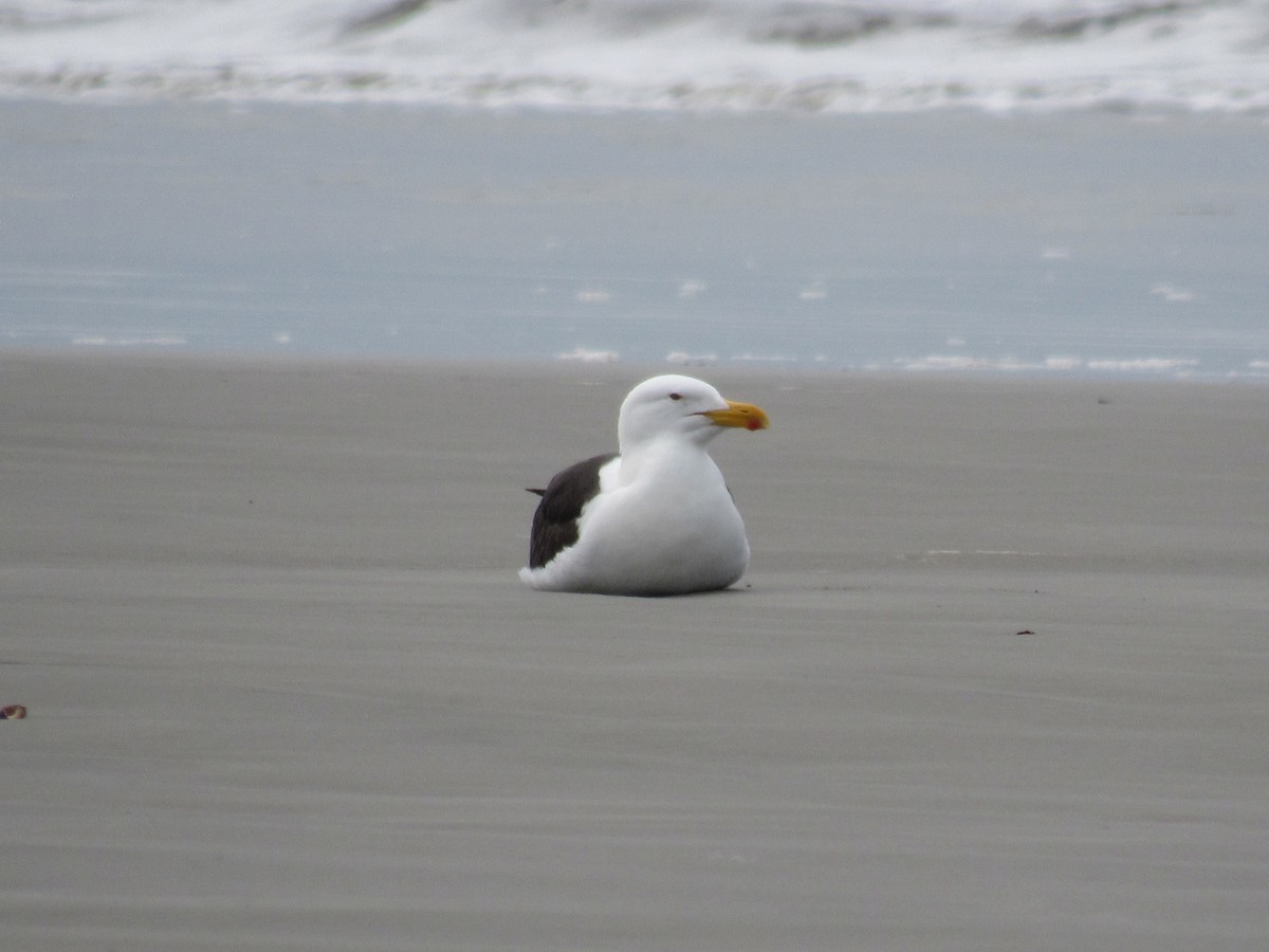 Kelp Gull (dominicanus) - ML622431982