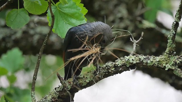 Red-winged Starling - ML622431987