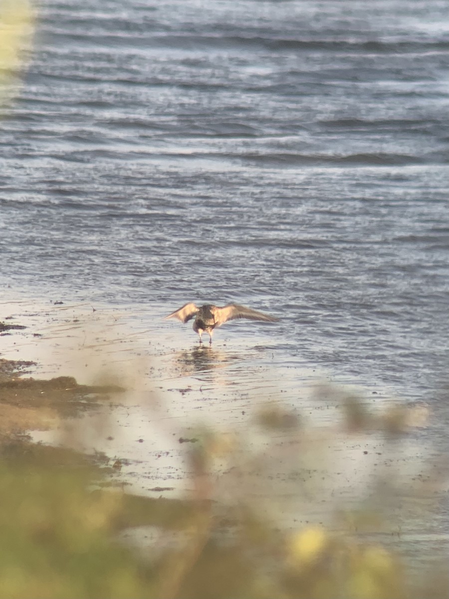 Dunlin - bertie harding