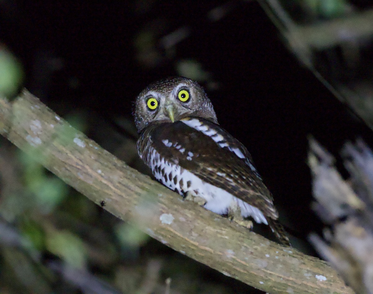 African Barred Owlet - John Gregory