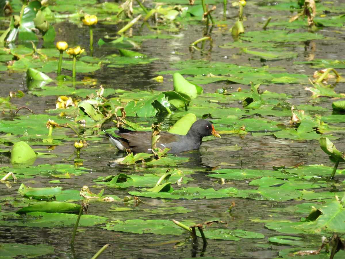 Eurasian Moorhen - ML622432134