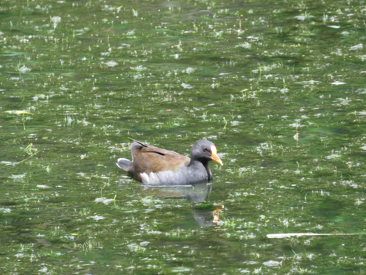 Eurasian Moorhen - ML622432135