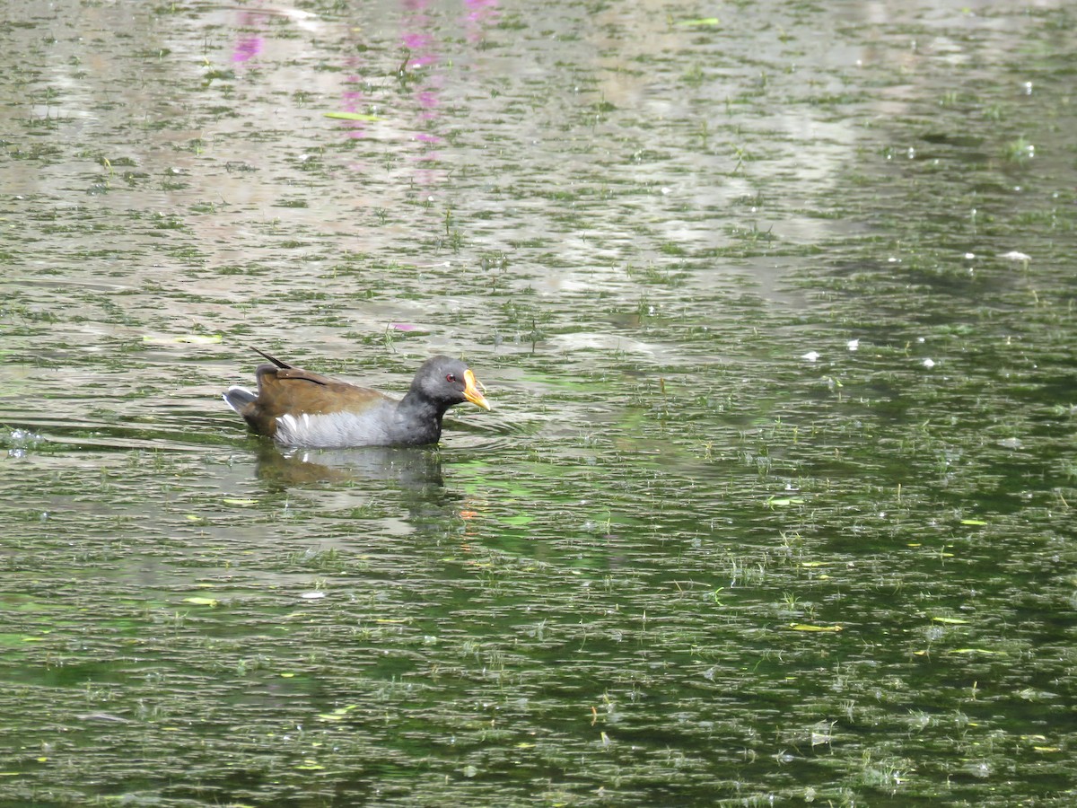 Eurasian Moorhen - ML622432136