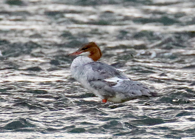 morčák velký - ML622432170