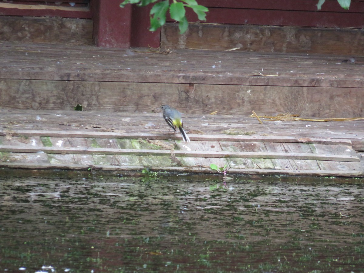 Gray Wagtail - ML622432200