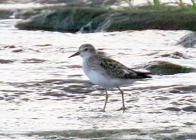 jespák dlouhoprstý - ML622432219