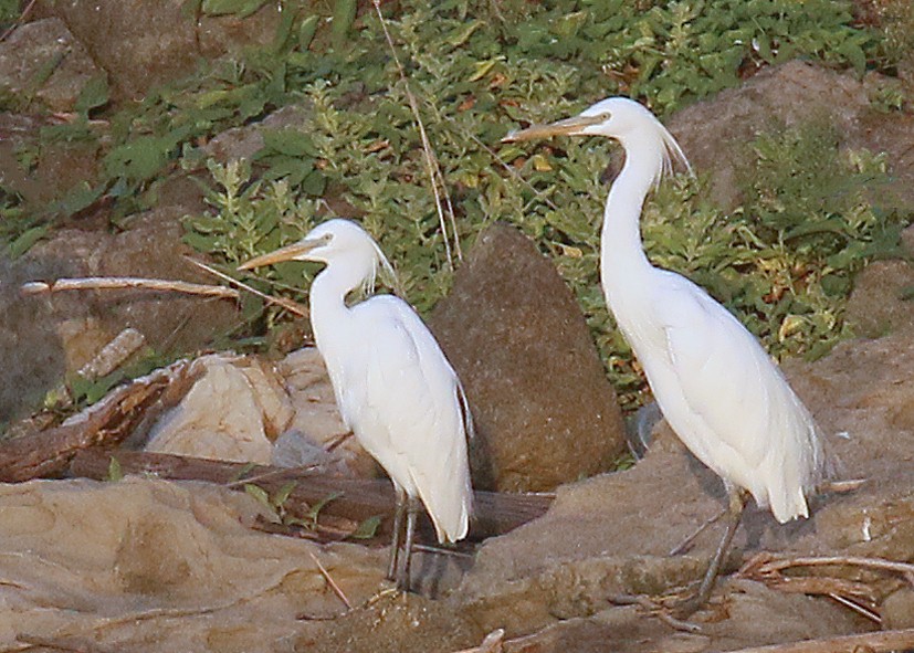 volavka žlutozobá - ML622432273