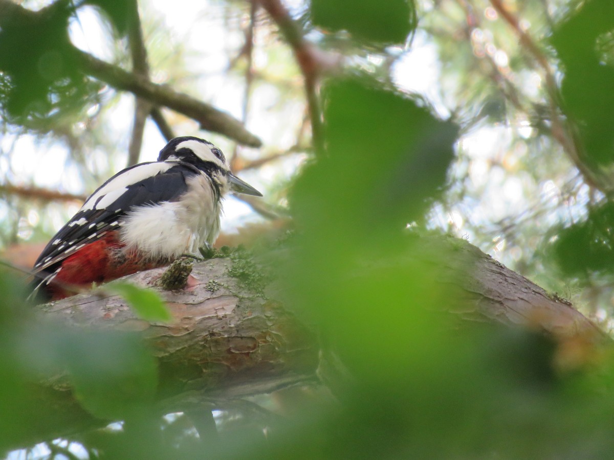 Great Spotted Woodpecker - ML622432351