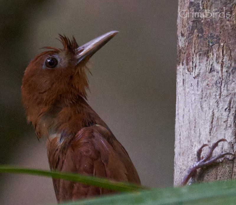 Ruddy Woodcreeper - ML622432431