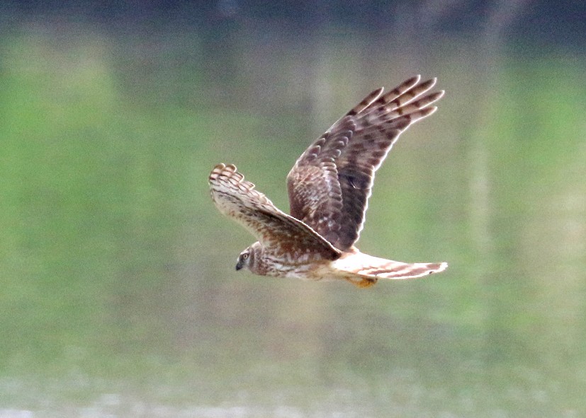 moták pilich - ML622432505