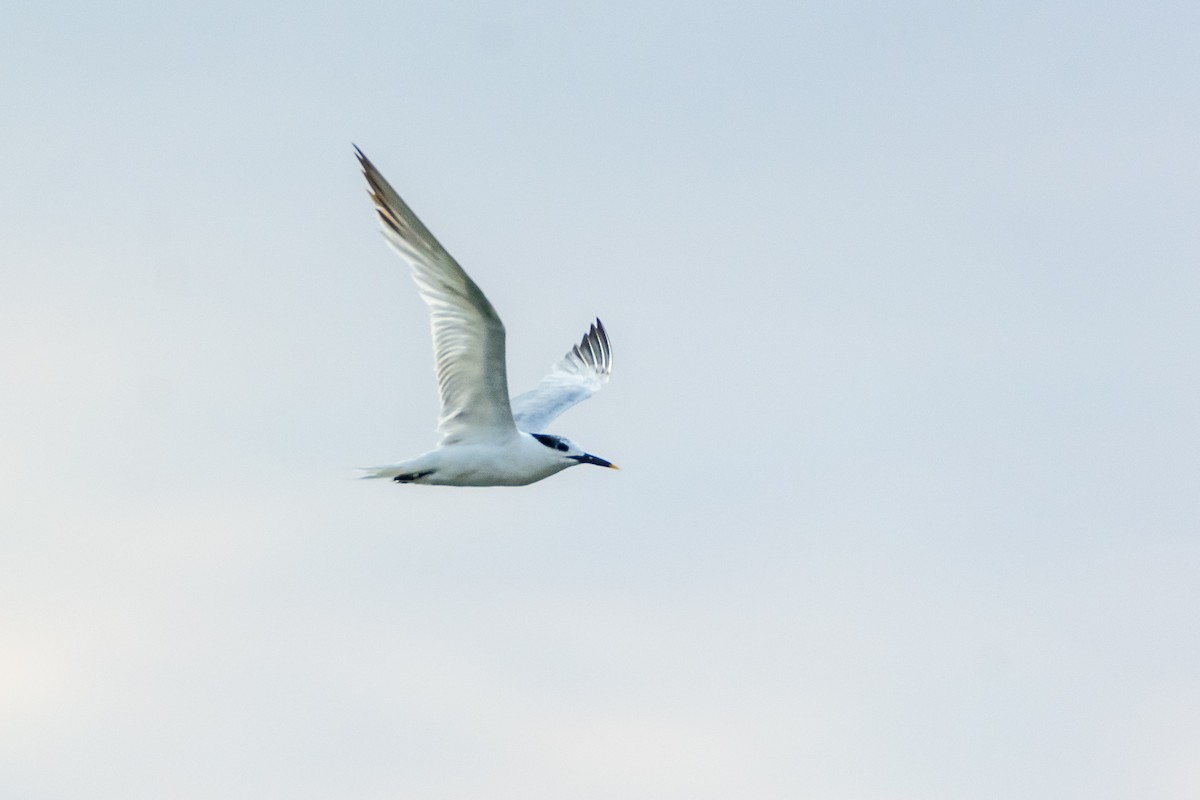 Sandwich Tern - Jean-Sébastien Guénette