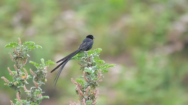 Red-collared Widowbird - ML622432898