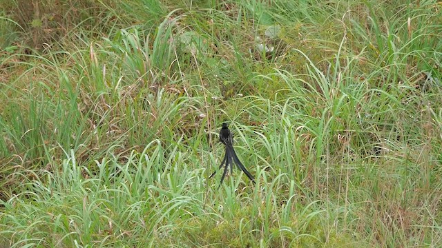 Red-collared Widowbird - ML622432910