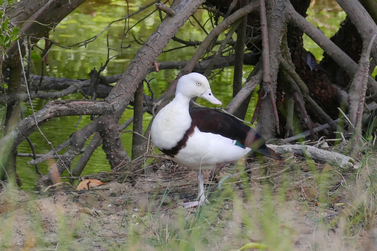 Radjah Shelduck - ML622432937