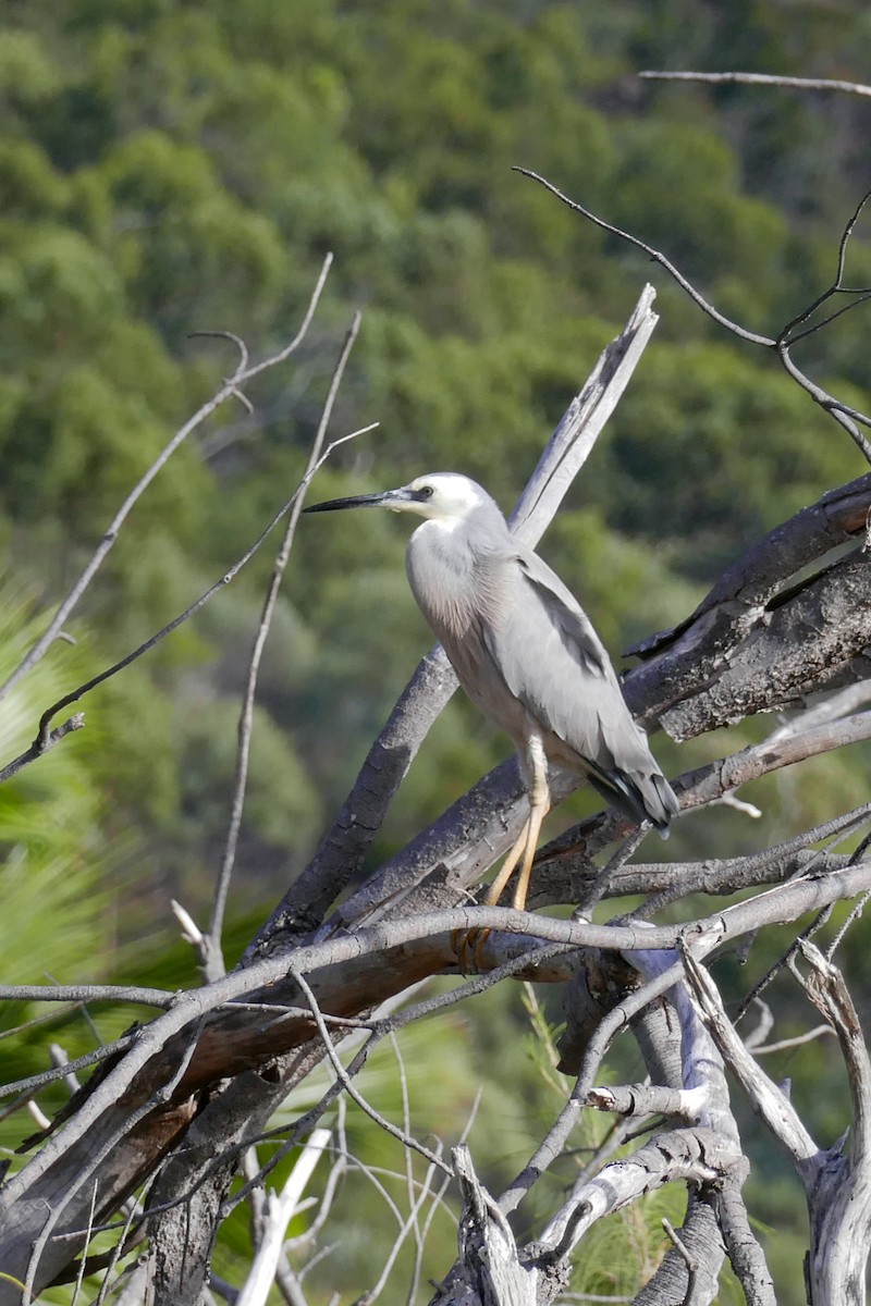 White-faced Heron - ML622432938