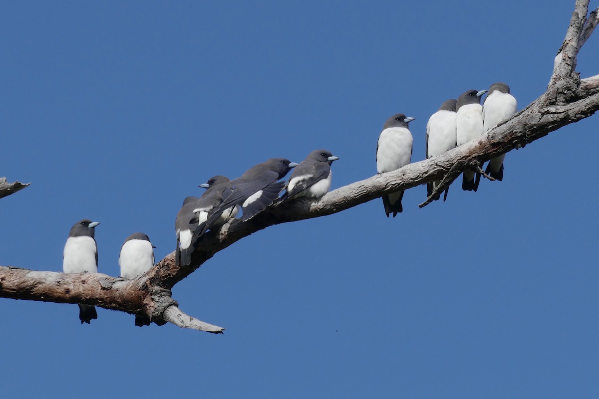 White-breasted Woodswallow - ML622432943