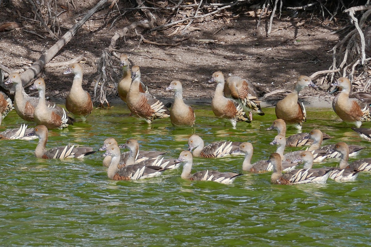 Plumed Whistling-Duck - ML622432982