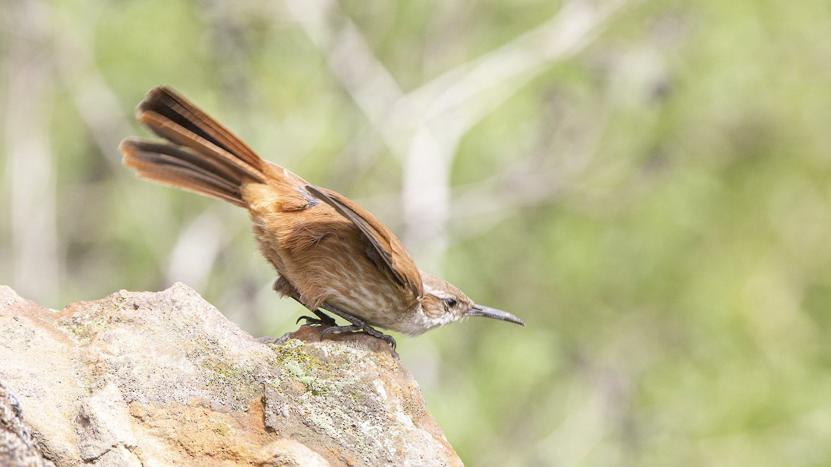 Straight-billed Earthcreeper - ML622432995