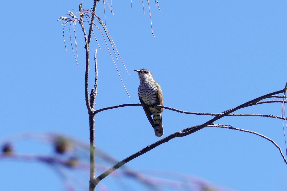 Little Bronze-Cuckoo - ML622432996