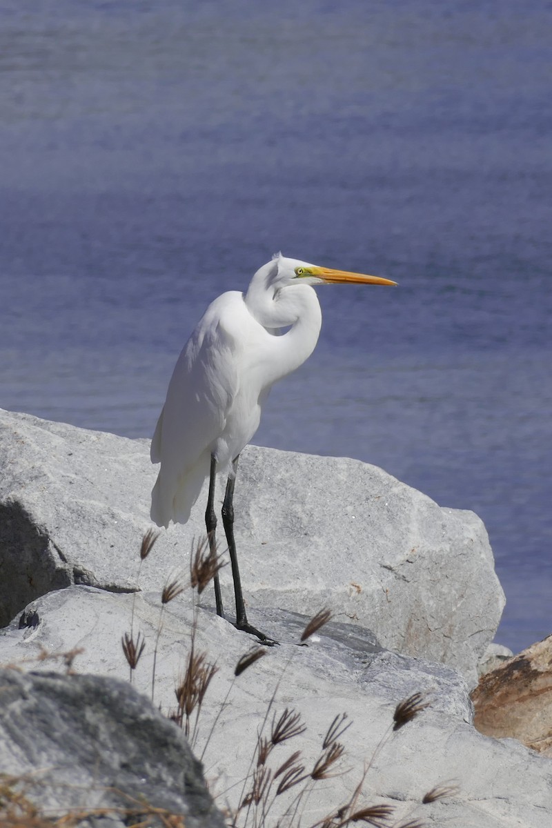 Great Egret - ML622432997