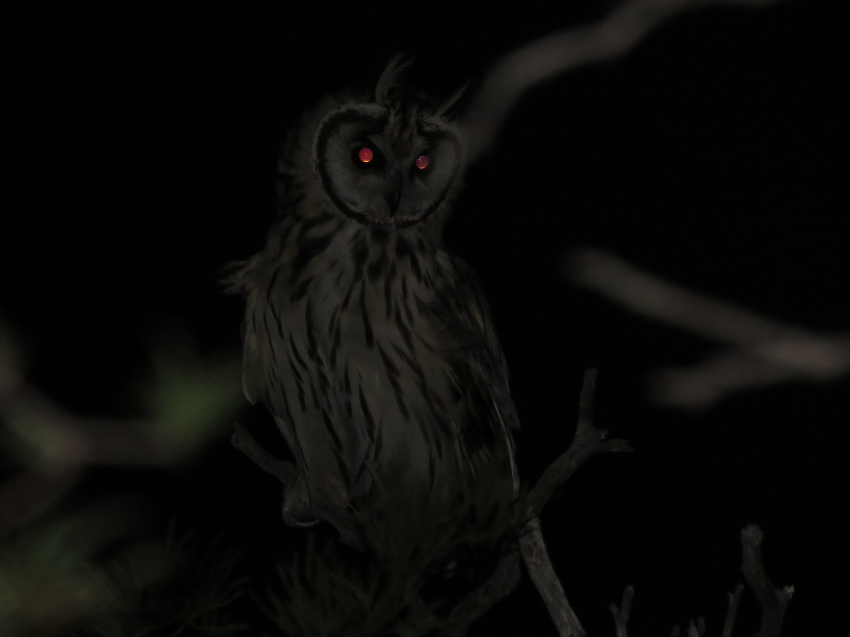 Striped Owl - ML622433009