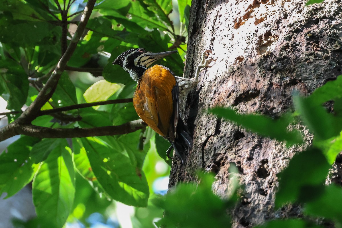 Greater Flameback - ML622433109