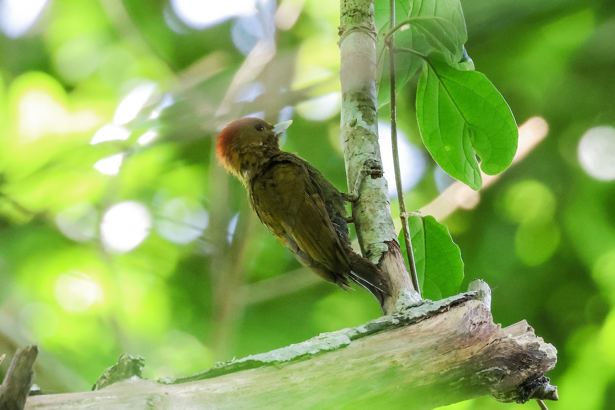 Bamboo Woodpecker - ML622433172