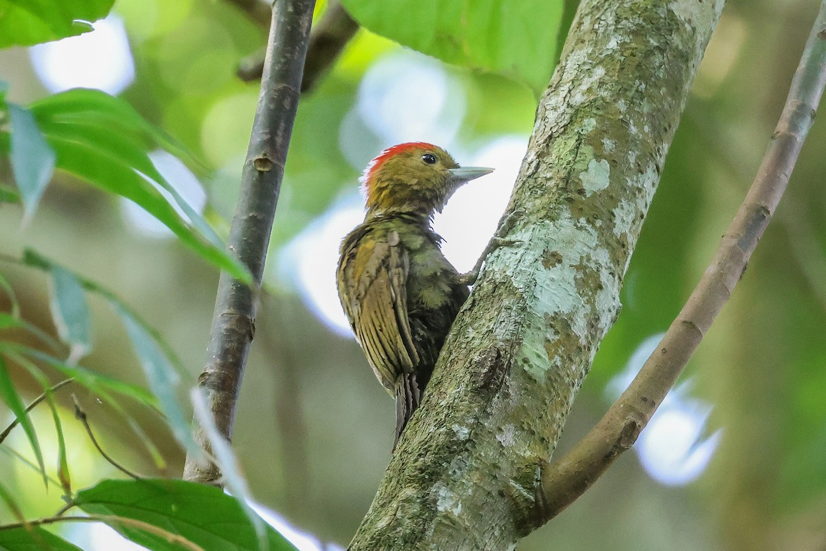 Bamboo Woodpecker - ML622433173