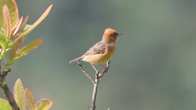 Golden-headed Cisticola - ML622433206