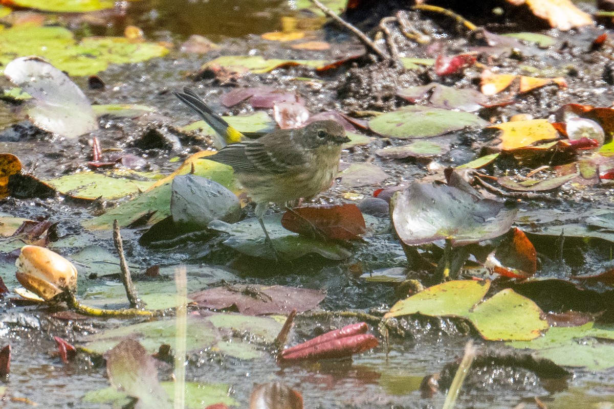 Yellow-rumped Warbler - ML622433299